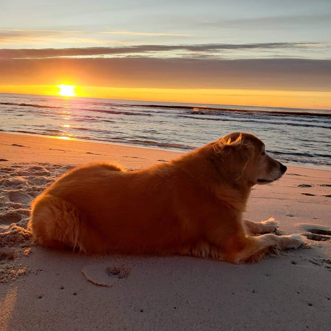 Sharley the Sea Turtle a haiku story about Love of Sea Turtle Conservation by Andi Fraley * hard cover version